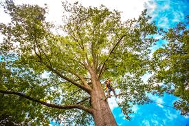 How Our Tree Care Process Works  in  Accokeek, MD