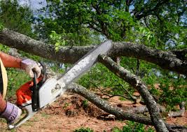 Best Fruit Tree Pruning  in Accokeek, MD